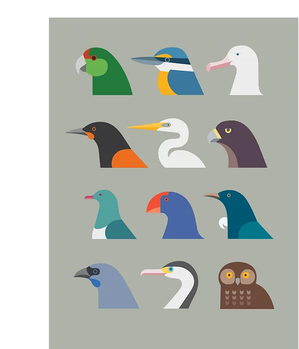 A4 Print - NZ Birds