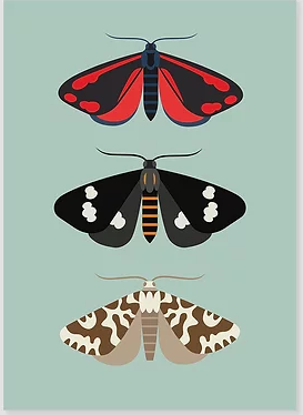 A4 Print - Moth